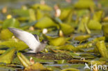 Zwarte Stern (Chlidonias niger)