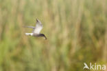 Zwarte Stern (Chlidonias niger)