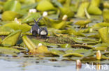 Zwarte Stern (Chlidonias niger)