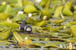 Zwarte Stern (Chlidonias niger)