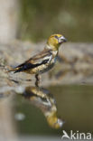 Appelvink (Coccothraustes coccothraustes)