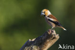 Appelvink (Coccothraustes coccothraustes)