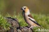 Appelvink (Coccothraustes coccothraustes)