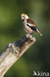 Appelvink (Coccothraustes coccothraustes)