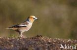 Appelvink (Coccothraustes coccothraustes)