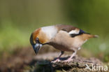 Appelvink (Coccothraustes coccothraustes)