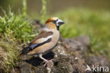 Appelvink (Coccothraustes coccothraustes)