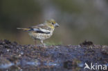 Appelvink (Coccothraustes coccothraustes)