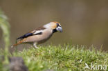 Appelvink (Coccothraustes coccothraustes)