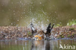 Appelvink (Coccothraustes coccothraustes)