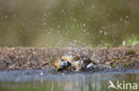 Appelvink (Coccothraustes coccothraustes)