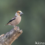 Appelvink (Coccothraustes coccothraustes)