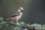 Appelvink (Coccothraustes coccothraustes)