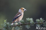 Appelvink (Coccothraustes coccothraustes)