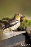 Appelvink (Coccothraustes coccothraustes)