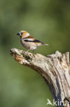 Appelvink (Coccothraustes coccothraustes)