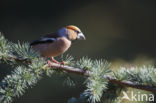 Appelvink (Coccothraustes coccothraustes)