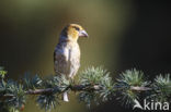 Appelvink (Coccothraustes coccothraustes)