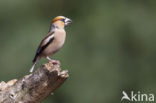 Appelvink (Coccothraustes coccothraustes)