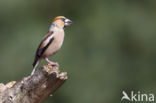 Appelvink (Coccothraustes coccothraustes)