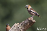 Appelvink (Coccothraustes coccothraustes)