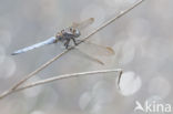 Beekoeverlibel (Orthetrum coerulescens)