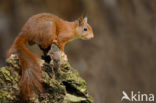 Eekhoorn (Sciurus vulgaris)