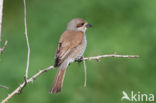 Grauwe Klauwier (Lanius collurio)