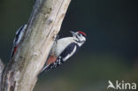 Grote Bonte Specht (Dendrocopos major)