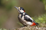 Grote Bonte Specht (Dendrocopos major)