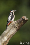 Grote Bonte Specht (Dendrocopos major)