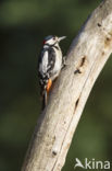 Grote Bonte Specht (Dendrocopos major)