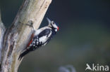 Grote Bonte Specht (Dendrocopos major)