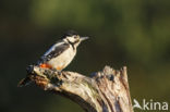 Grote Bonte Specht (Dendrocopos major)