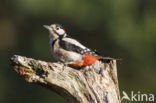 Grote Bonte Specht (Dendrocopos major)