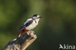 Grote Bonte Specht (Dendrocopos major)