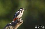 Grote Bonte Specht (Dendrocopos major)