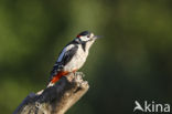 Grote Bonte Specht (Dendrocopos major)