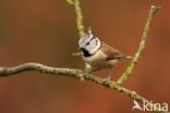 Kuifmees (Parus cristatus)