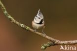 Kuifmees (Parus cristatus)