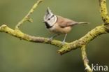 Kuifmees (Parus cristatus)