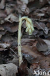 Stofzaad (Monotropa hypopitys)