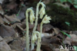 Stofzaad (Monotropa hypopitys)