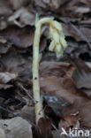 Stofzaad (Monotropa hypopitys)