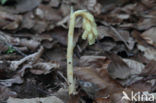 Stofzaad (Monotropa hypopitys)