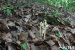 Stofzaad (Monotropa hypopitys)