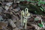 Stofzaad (Monotropa hypopitys)