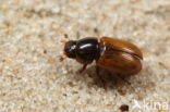 Aphodius ictericus