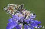 Bergparelmoervlinder (Boloria napaea)