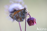 Bergparelmoervlinder (Boloria napaea)